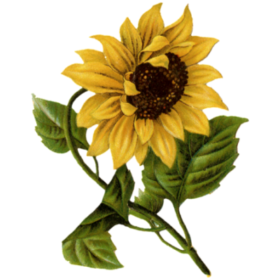 sunflower the graphics fairy com a